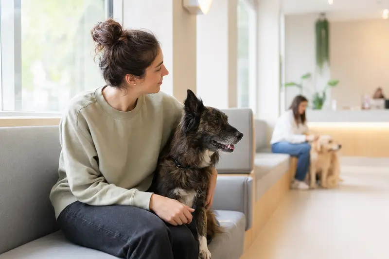 Portugiesischer Schäferhund sitzt ruhig neben seinem Besitzer im hellen Wartezimmer einer modernen Tierarztpraxis.